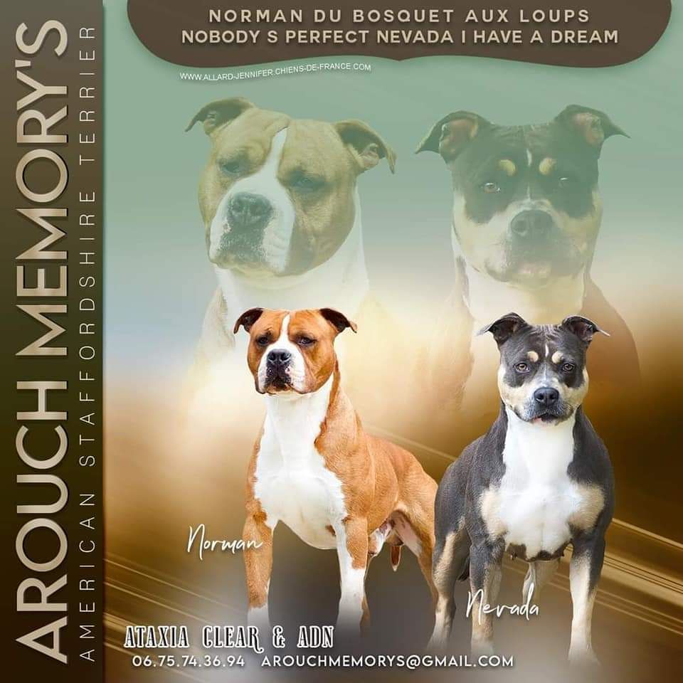 chiot American Staffordshire Terrier Arouch Memory's