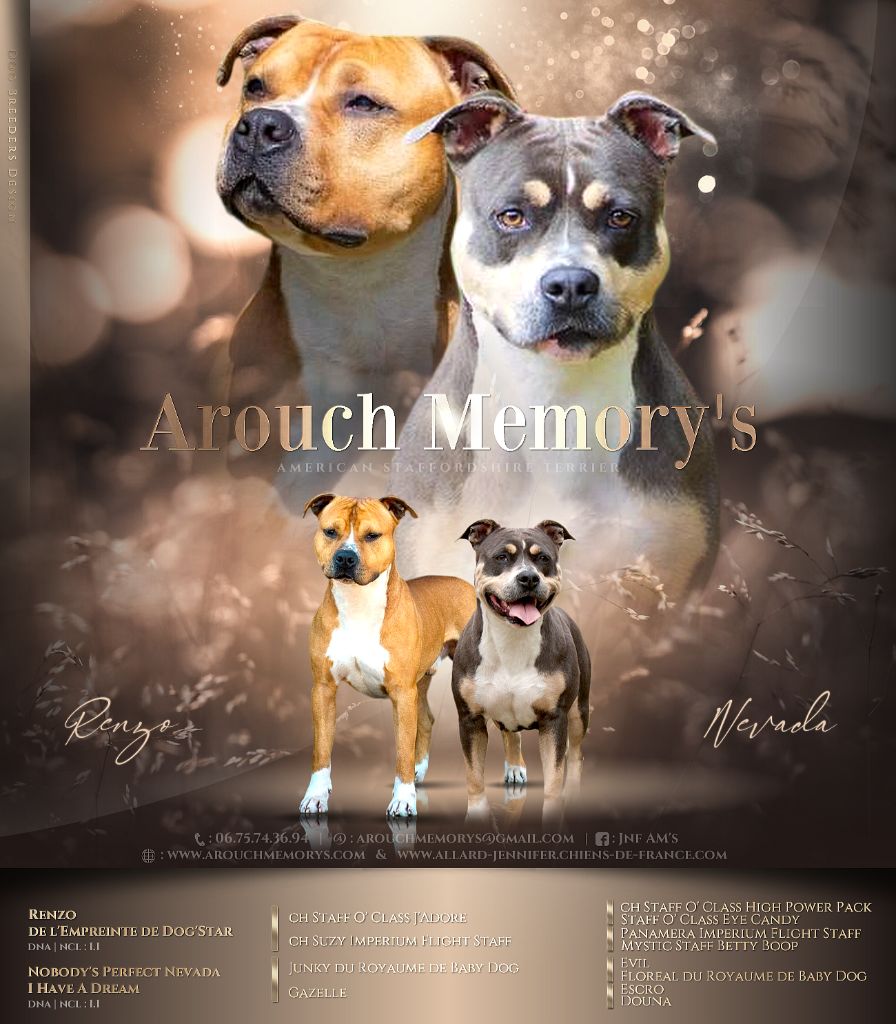 chiot American Staffordshire Terrier Arouch Memory's