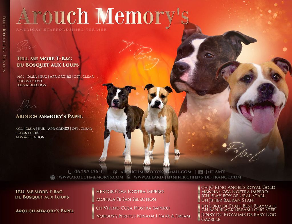 chiot American Staffordshire Terrier Arouch Memory's