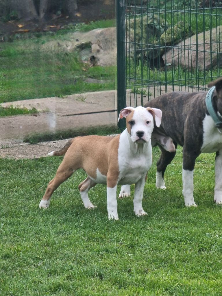 Arouch Memory's - Chiot disponible  - American Staffordshire Terrier