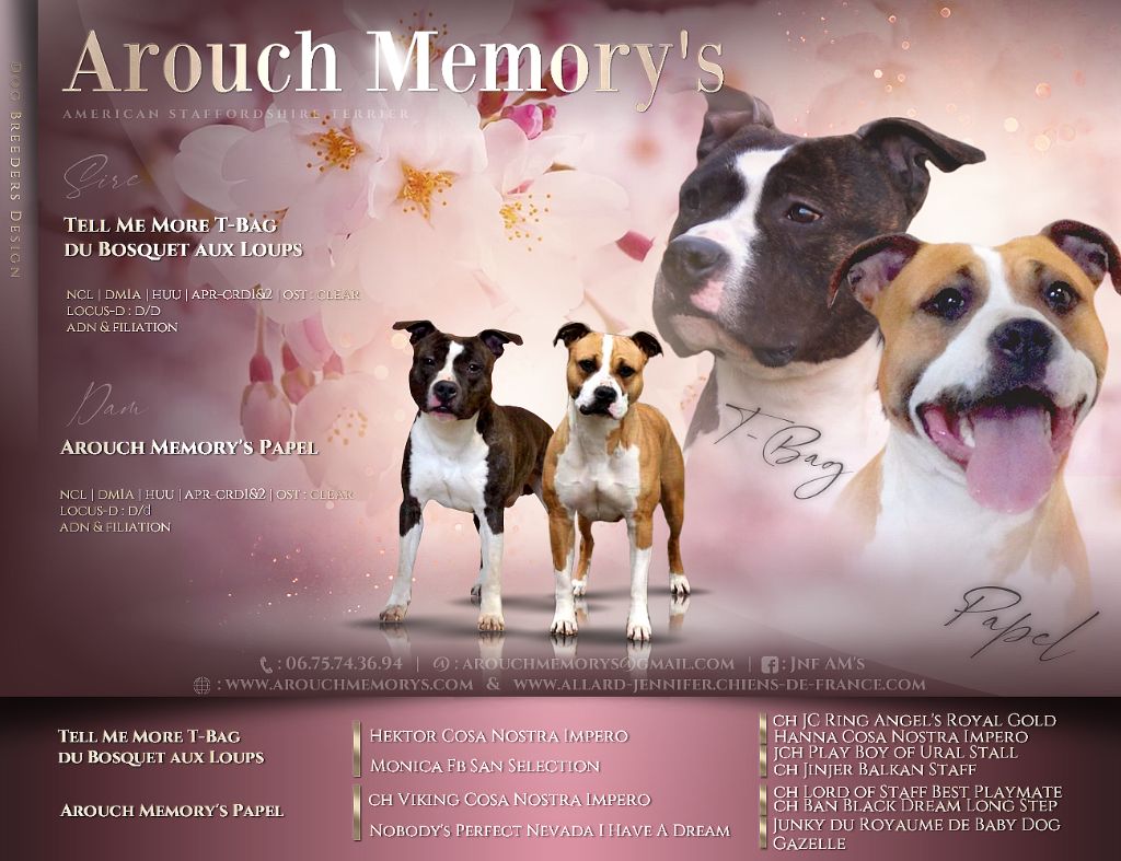 chiot American Staffordshire Terrier Arouch Memory's