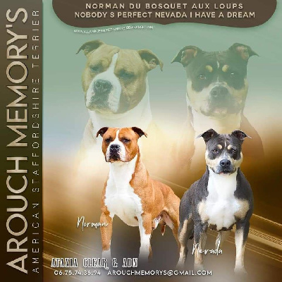 Arouch Memory's - American Staffordshire Terrier - Portée née le 24/02/2022