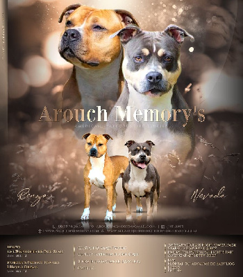 Arouch Memory's - American Staffordshire Terrier - Portée née le 25/06/2024