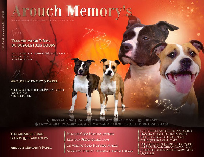 Arouch Memory's - American Staffordshire Terrier - Portée née le 02/06/2023