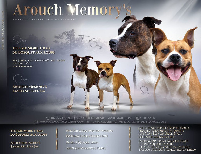 Arouch Memory's - American Staffordshire Terrier - Portée née le 22/08/2023