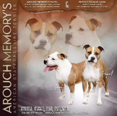 Arouch Memory's - American Staffordshire Terrier - Portée née le 04/08/2021