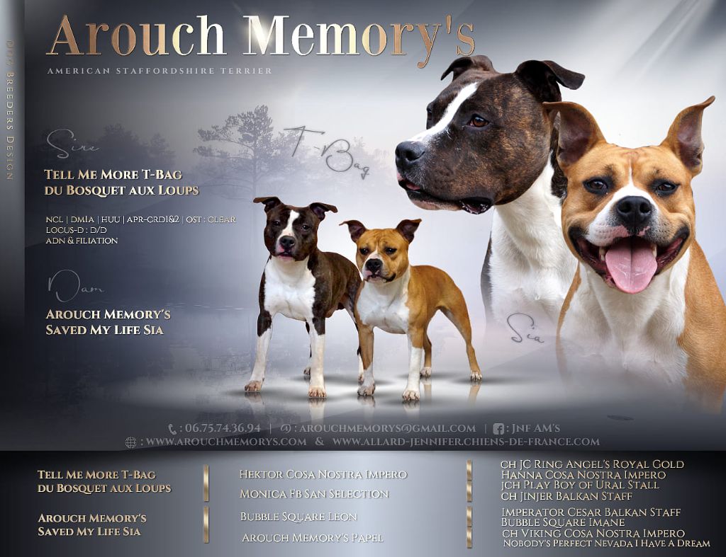 chiot American Staffordshire Terrier Arouch Memory's