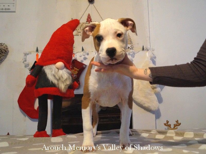 Arouch Memory's - Chiot disponible  - American Staffordshire Terrier