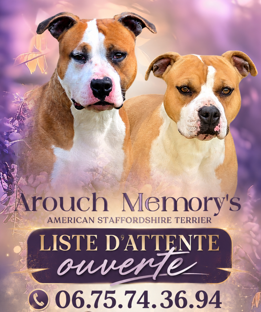 Arouch Memory's - En attente de confirmation de gestation
