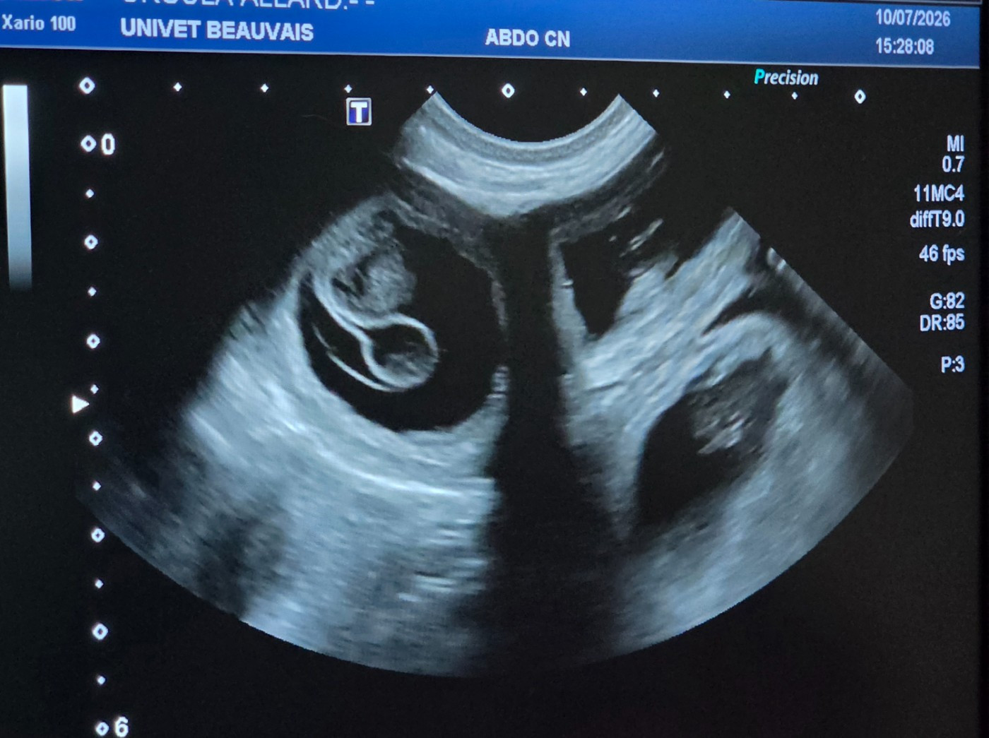 Gestation Confirmé pour Ursulah