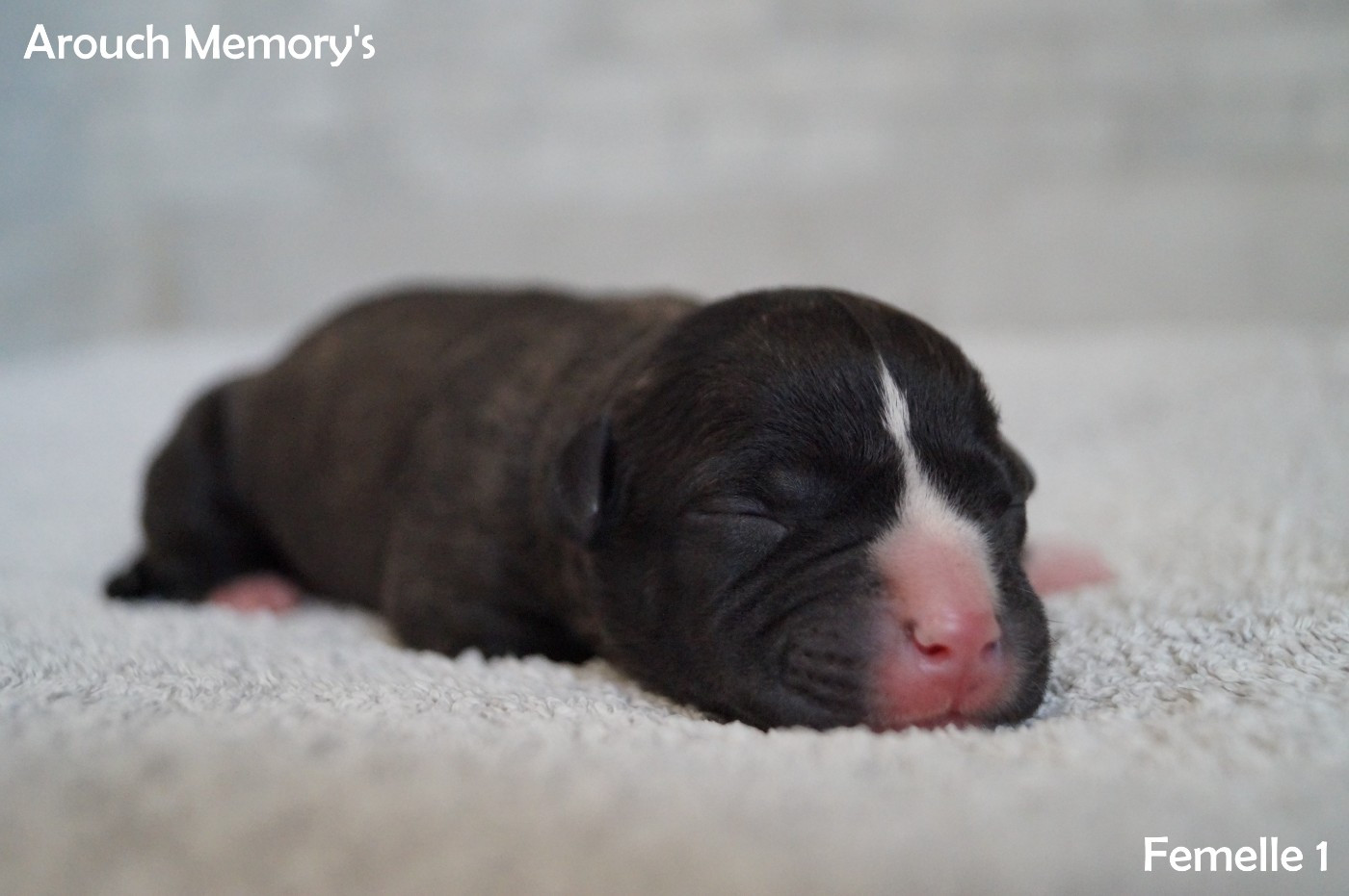 Arouch Memory's - Chiots disponibles - American Staffordshire Terrier