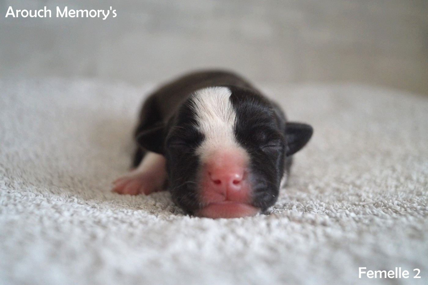 Arouch Memory's - Chiots disponibles - American Staffordshire Terrier