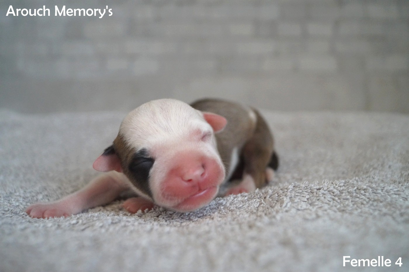 Arouch Memory's - Chiots disponibles - American Staffordshire Terrier