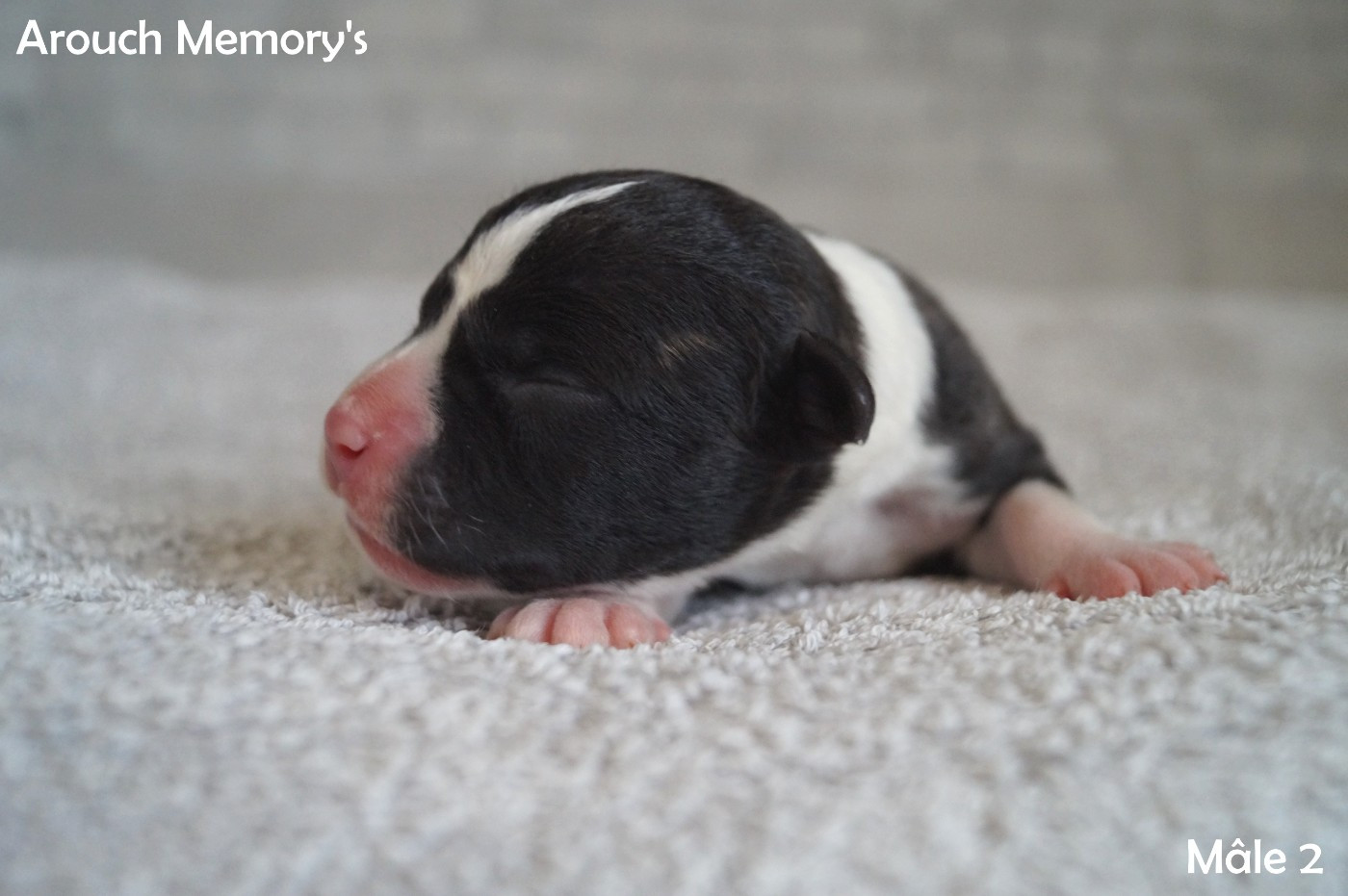 Arouch Memory's - Chiots disponibles - American Staffordshire Terrier
