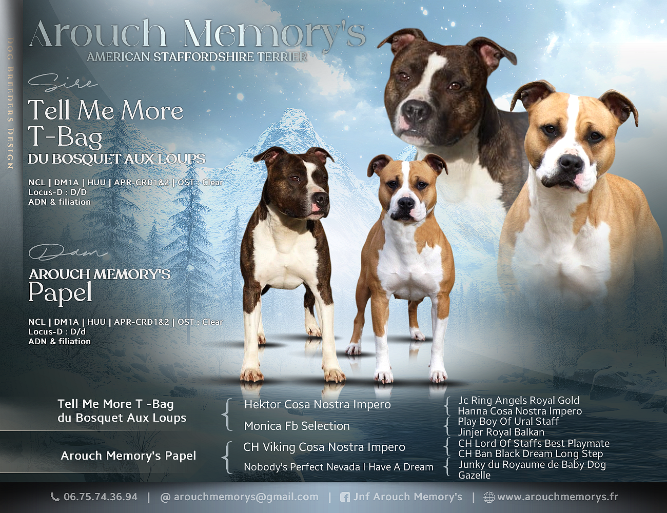 Chiot American Staffordshire Terrier Arouch Memory's