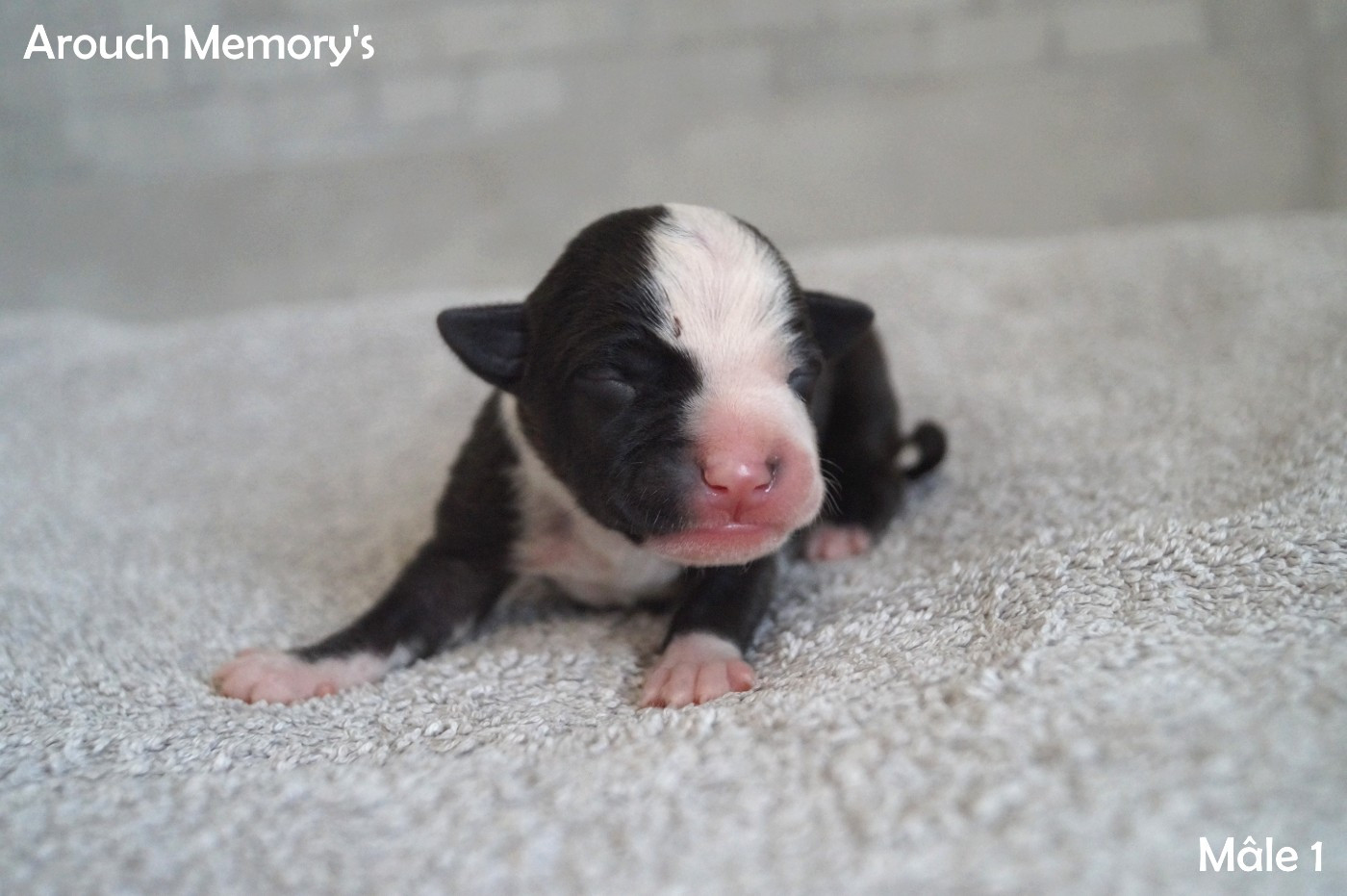 Arouch Memory's - Chiots disponibles - American Staffordshire Terrier