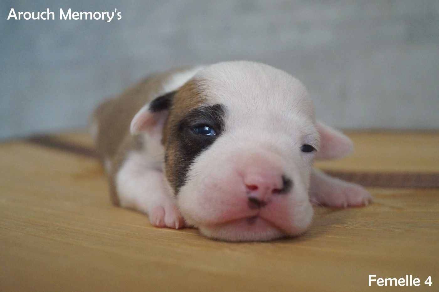 Arouch Memory's - Chiots disponibles - American Staffordshire Terrier