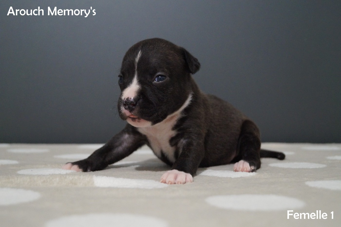 Arouch Memory's - Chiots disponibles - American Staffordshire Terrier