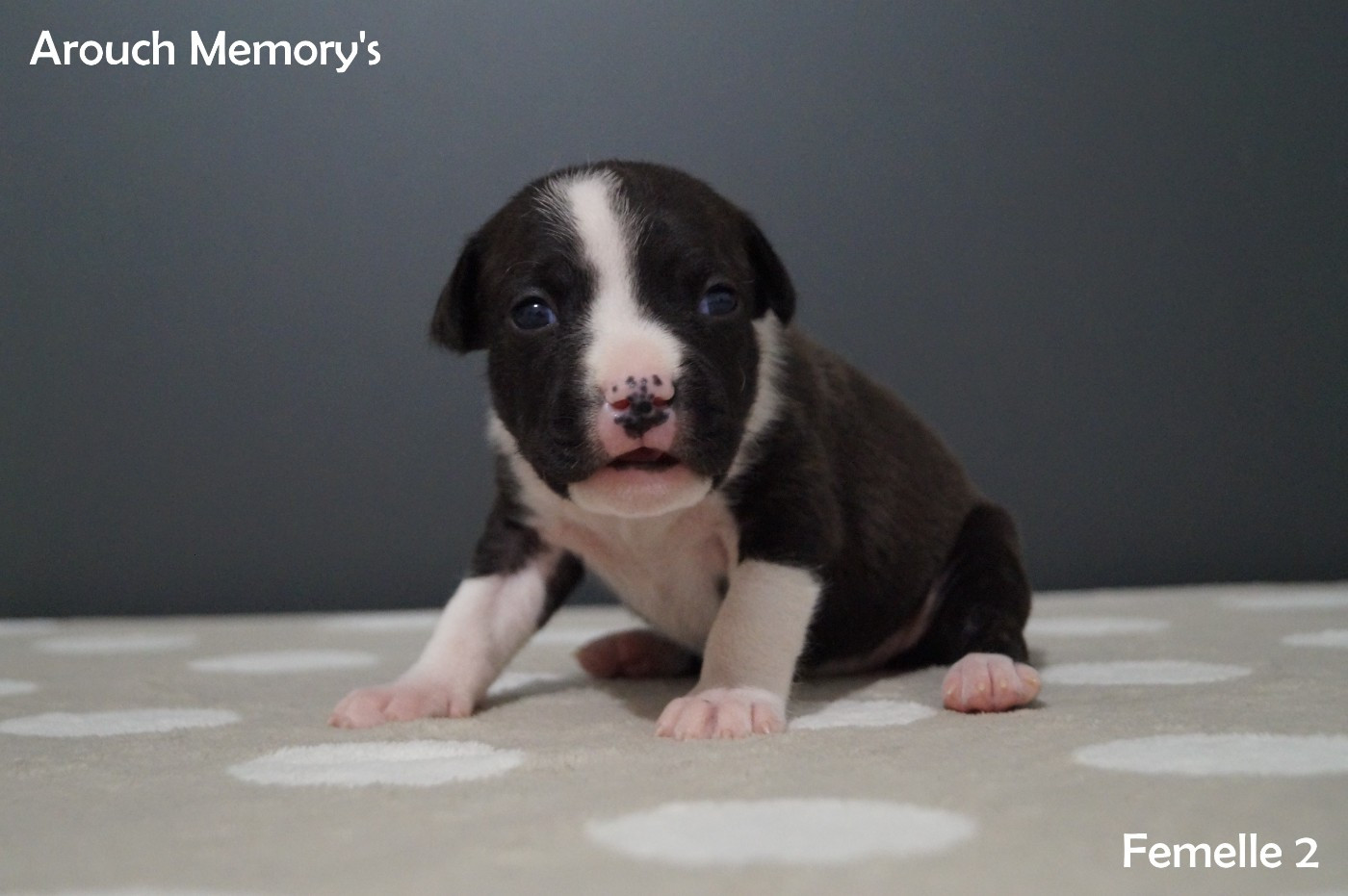 Arouch Memory's - Chiots disponibles - American Staffordshire Terrier