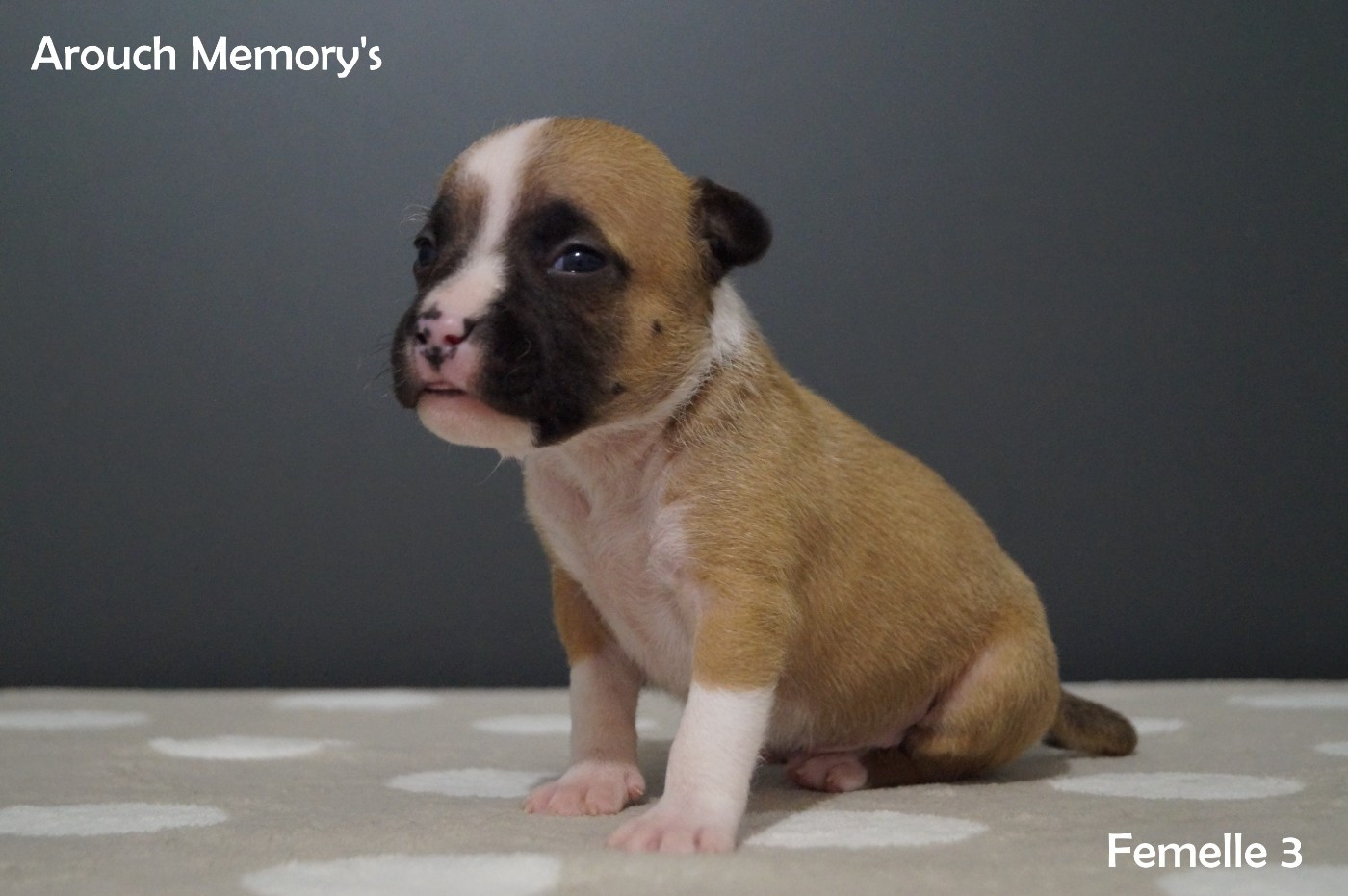 Arouch Memory's - Chiots disponibles - American Staffordshire Terrier