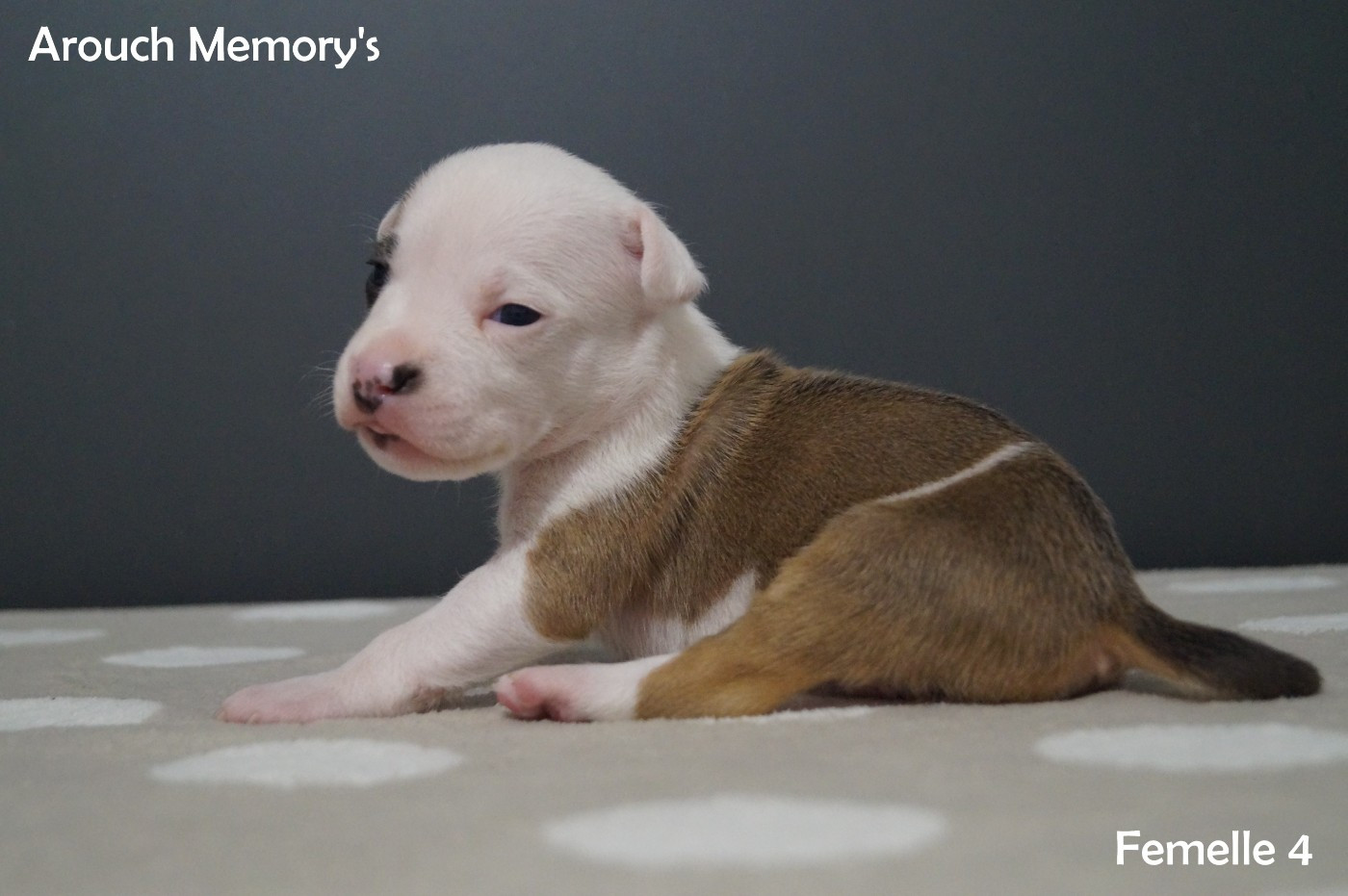 Arouch Memory's - Chiots disponibles - American Staffordshire Terrier