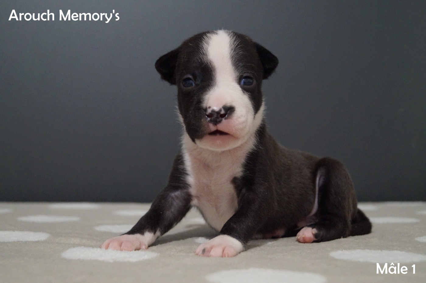 Arouch Memory's - Chiots disponibles - American Staffordshire Terrier