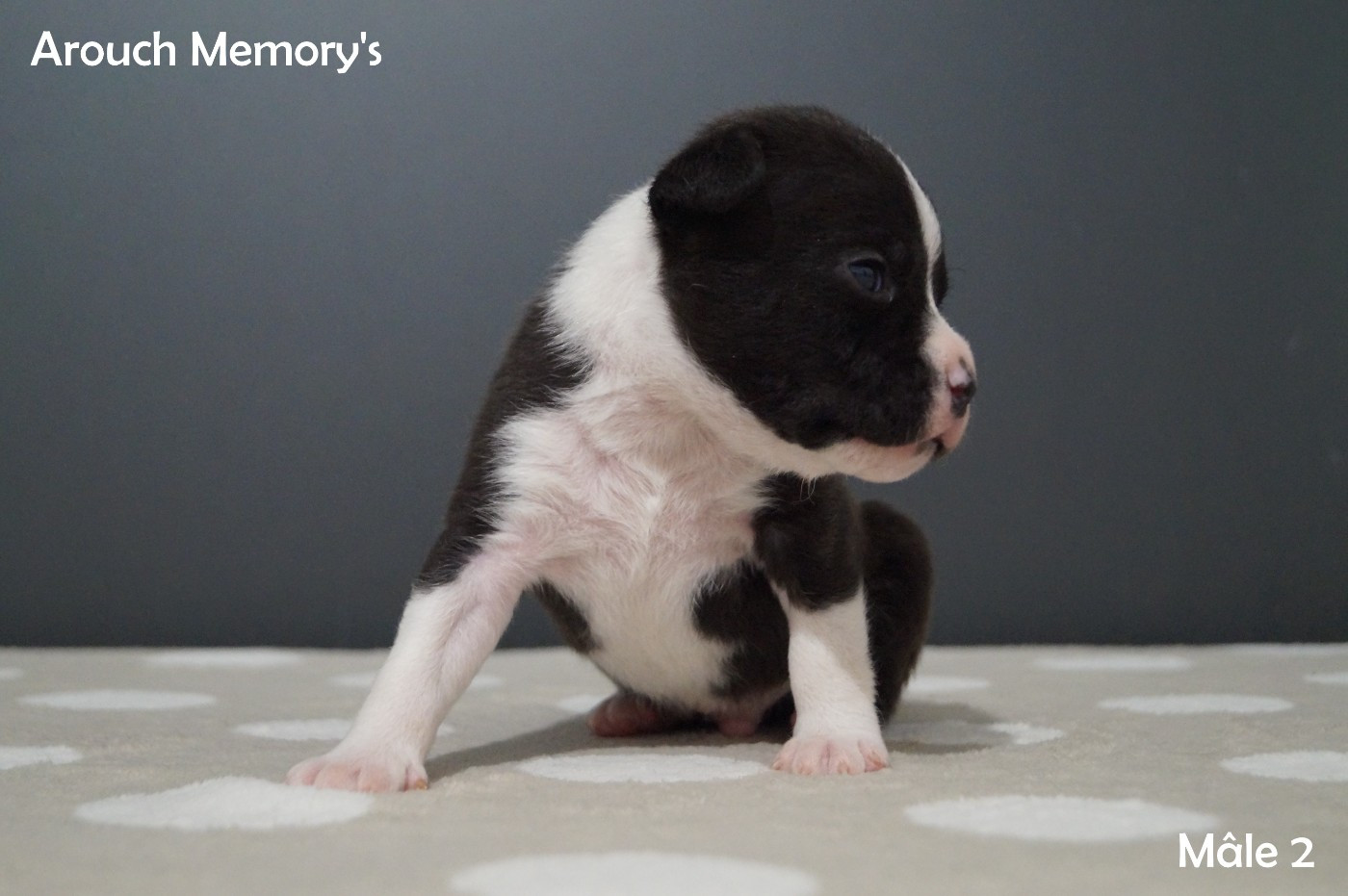 Arouch Memory's - Chiots disponibles - American Staffordshire Terrier