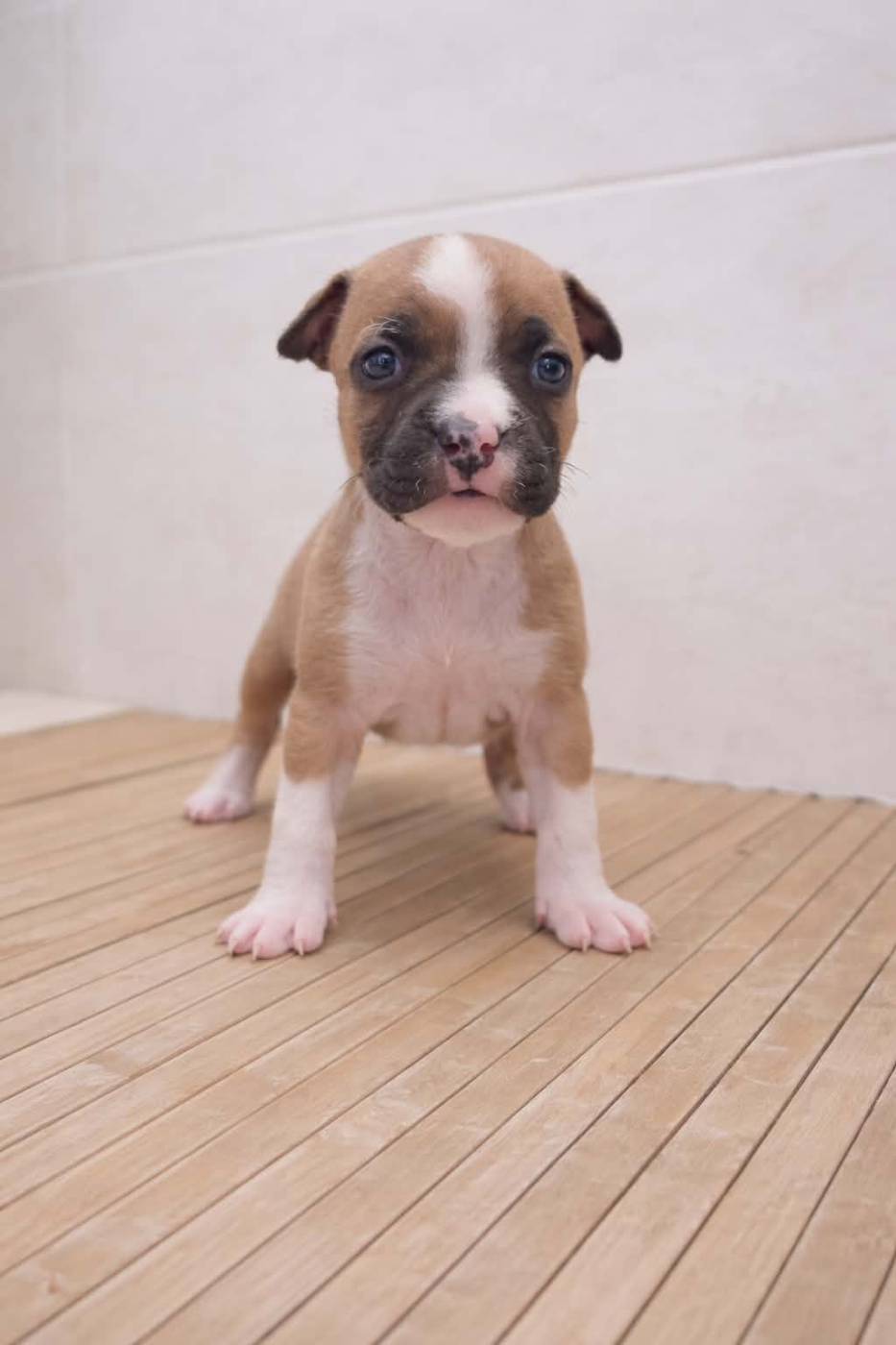 Arouch Memory's - Chiots disponibles - American Staffordshire Terrier