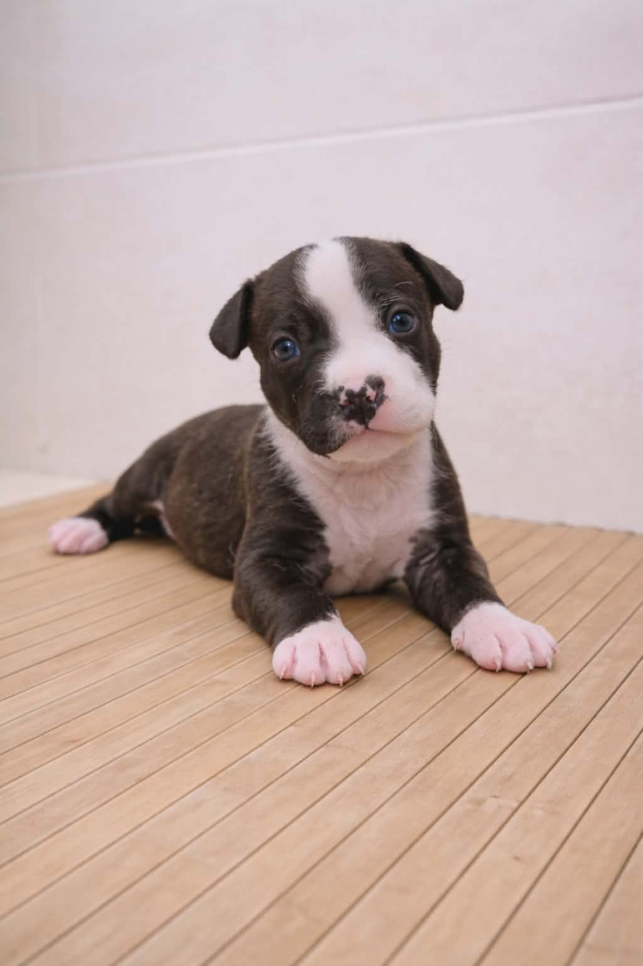 Arouch Memory's - Chiots disponibles - American Staffordshire Terrier