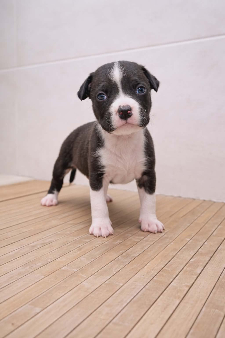 Arouch Memory's - Chiots disponibles - American Staffordshire Terrier
