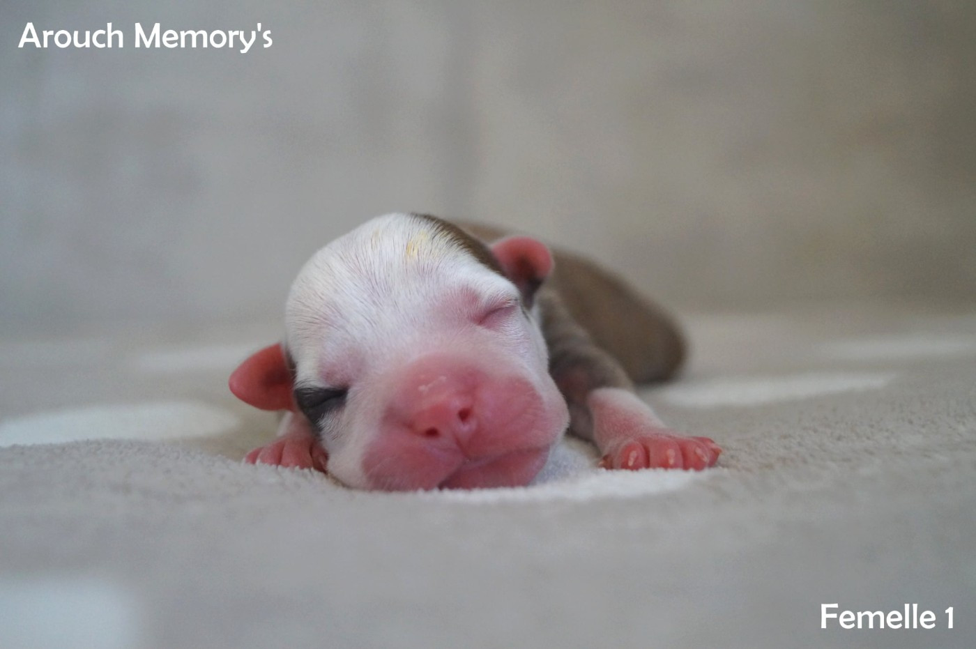 Arouch Memory's - Chiots disponibles - American Staffordshire Terrier