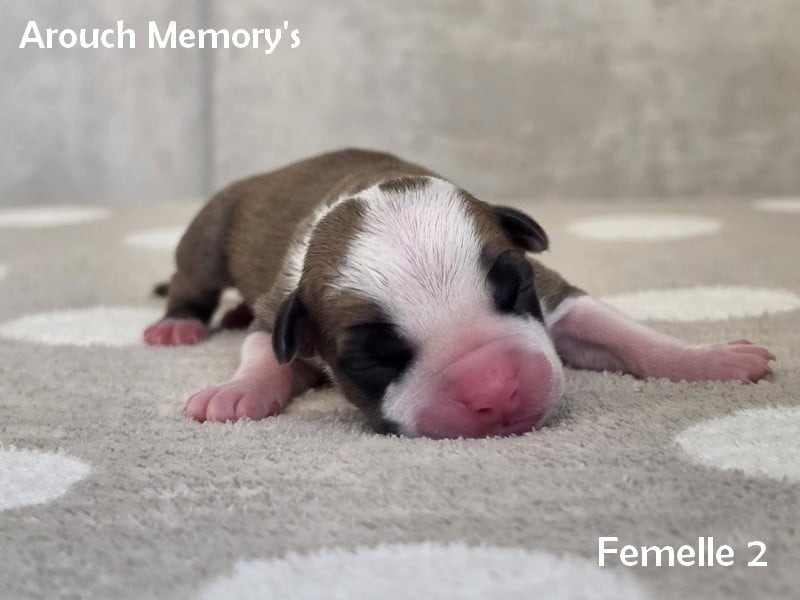 Arouch Memory's - Chiots disponibles - American Staffordshire Terrier