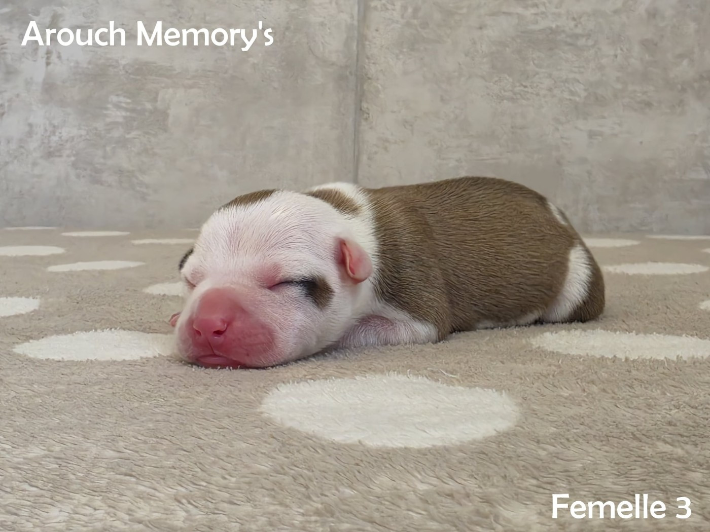 Arouch Memory's - Chiots disponibles - American Staffordshire Terrier