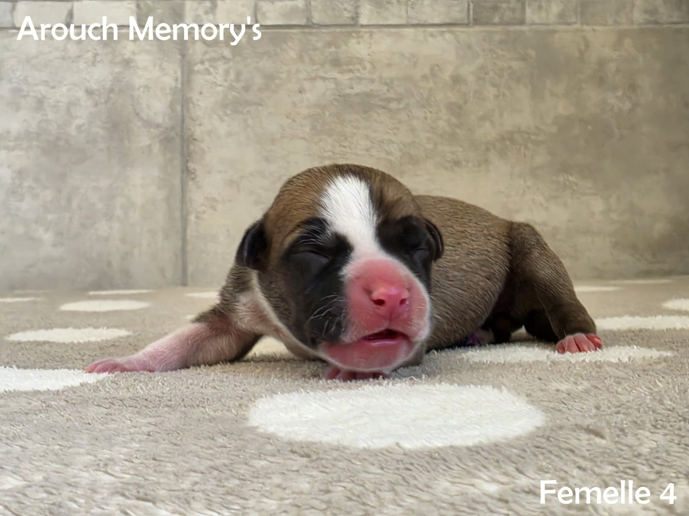 Arouch Memory's - Chiots disponibles - American Staffordshire Terrier