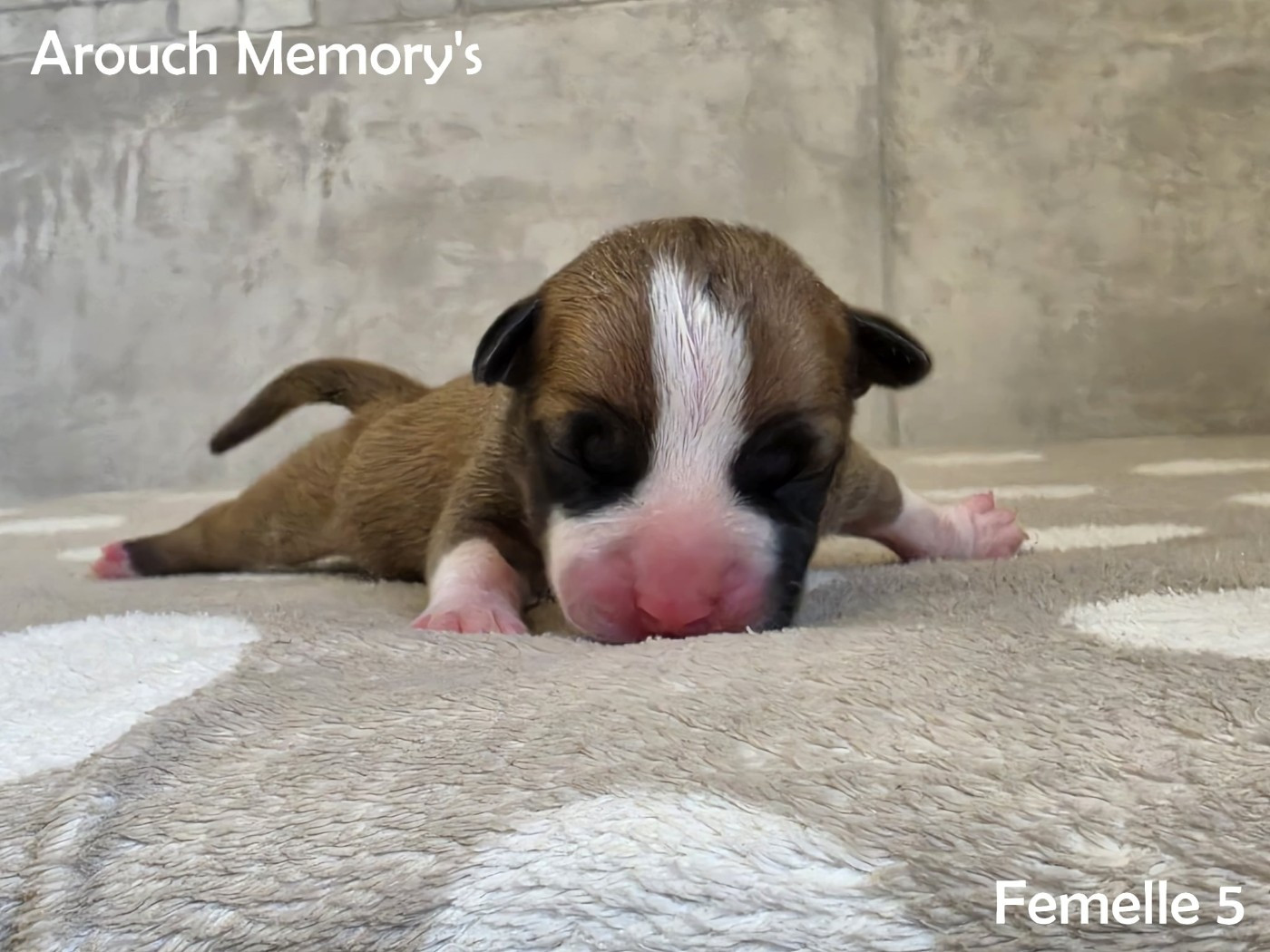 Arouch Memory's - Chiots disponibles - American Staffordshire Terrier