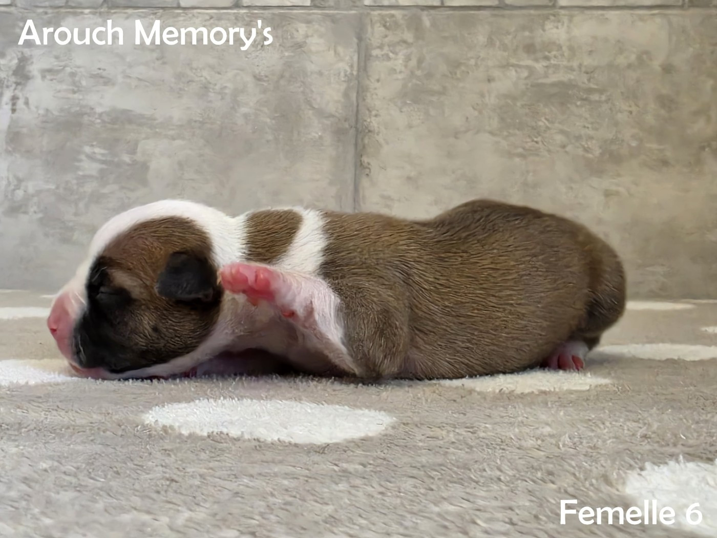 Arouch Memory's - Chiots disponibles - American Staffordshire Terrier