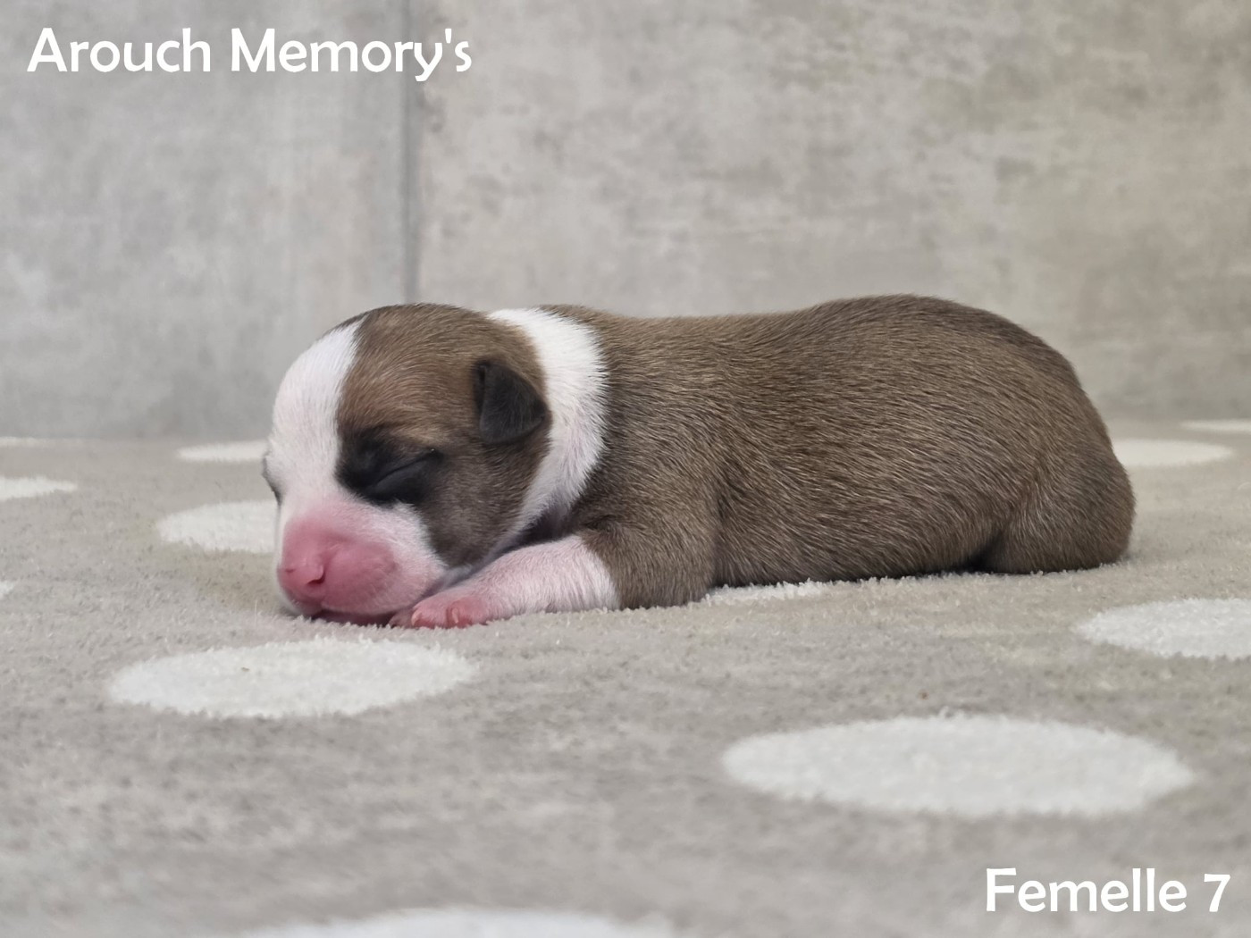 Arouch Memory's - Chiots disponibles - American Staffordshire Terrier