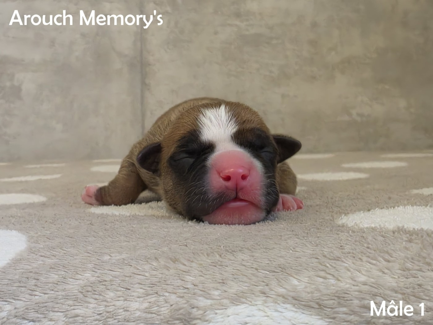 Arouch Memory's - Chiots disponibles - American Staffordshire Terrier