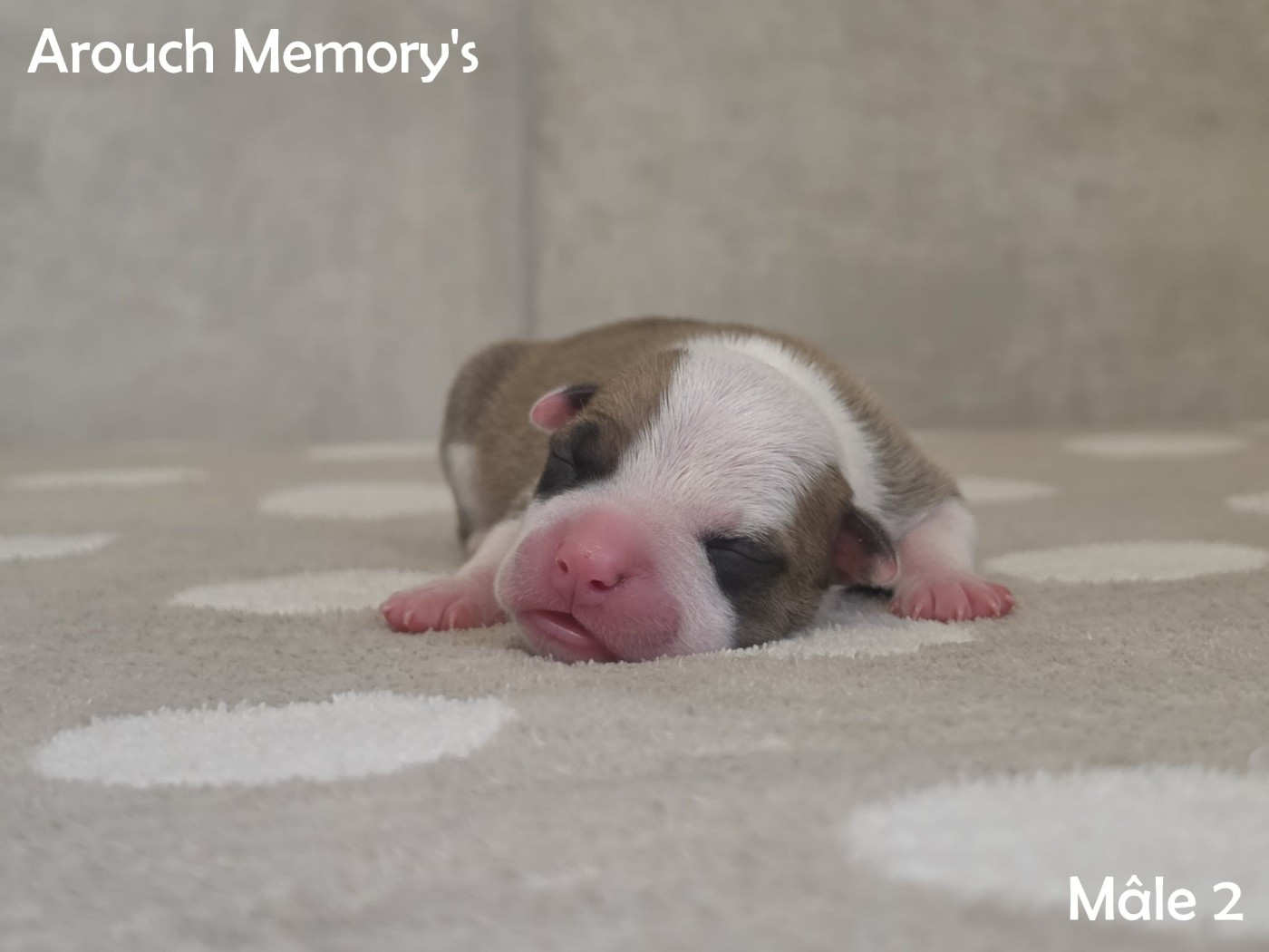 Arouch Memory's - Chiots disponibles - American Staffordshire Terrier