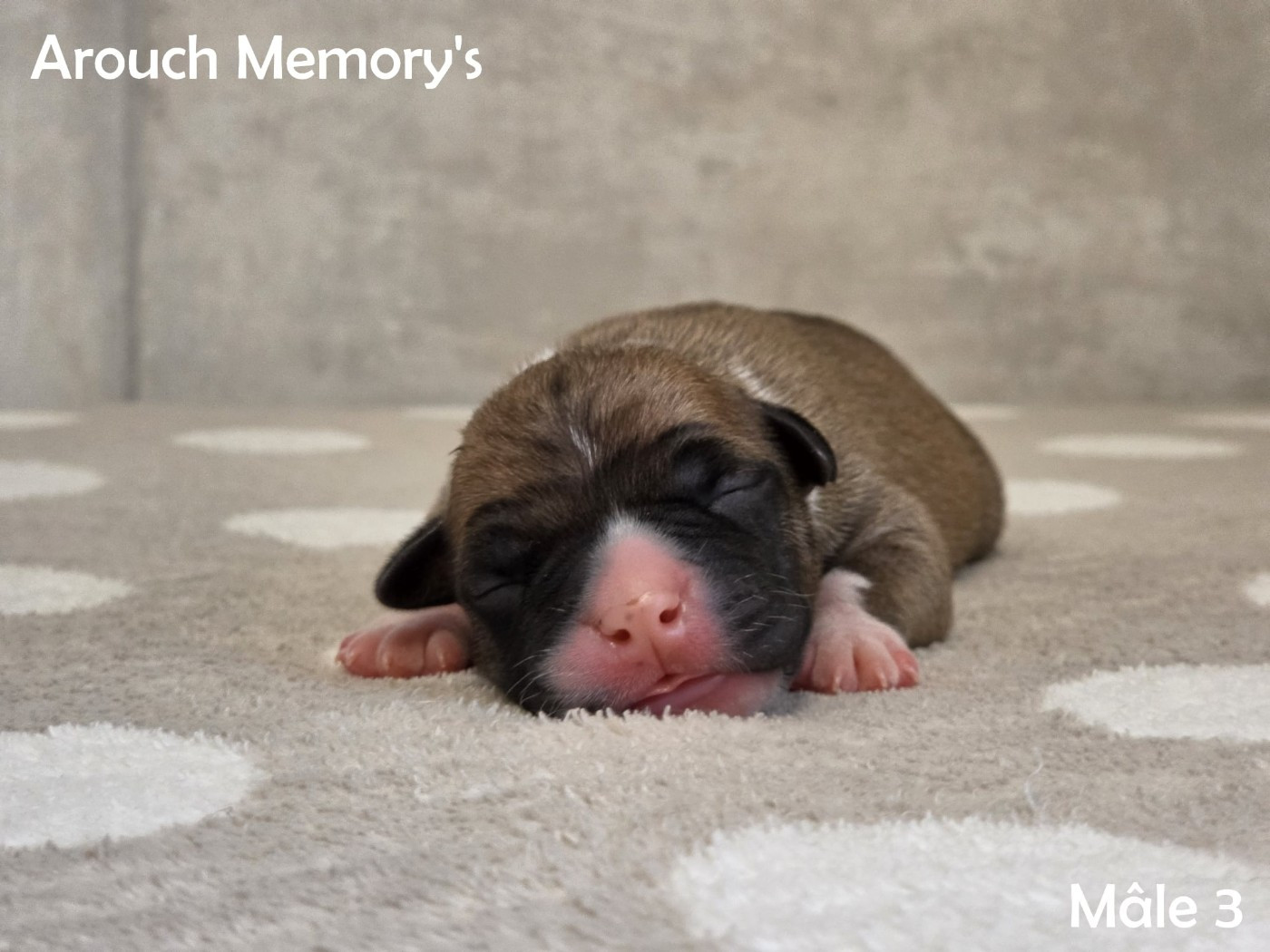 Arouch Memory's - Chiots disponibles - American Staffordshire Terrier