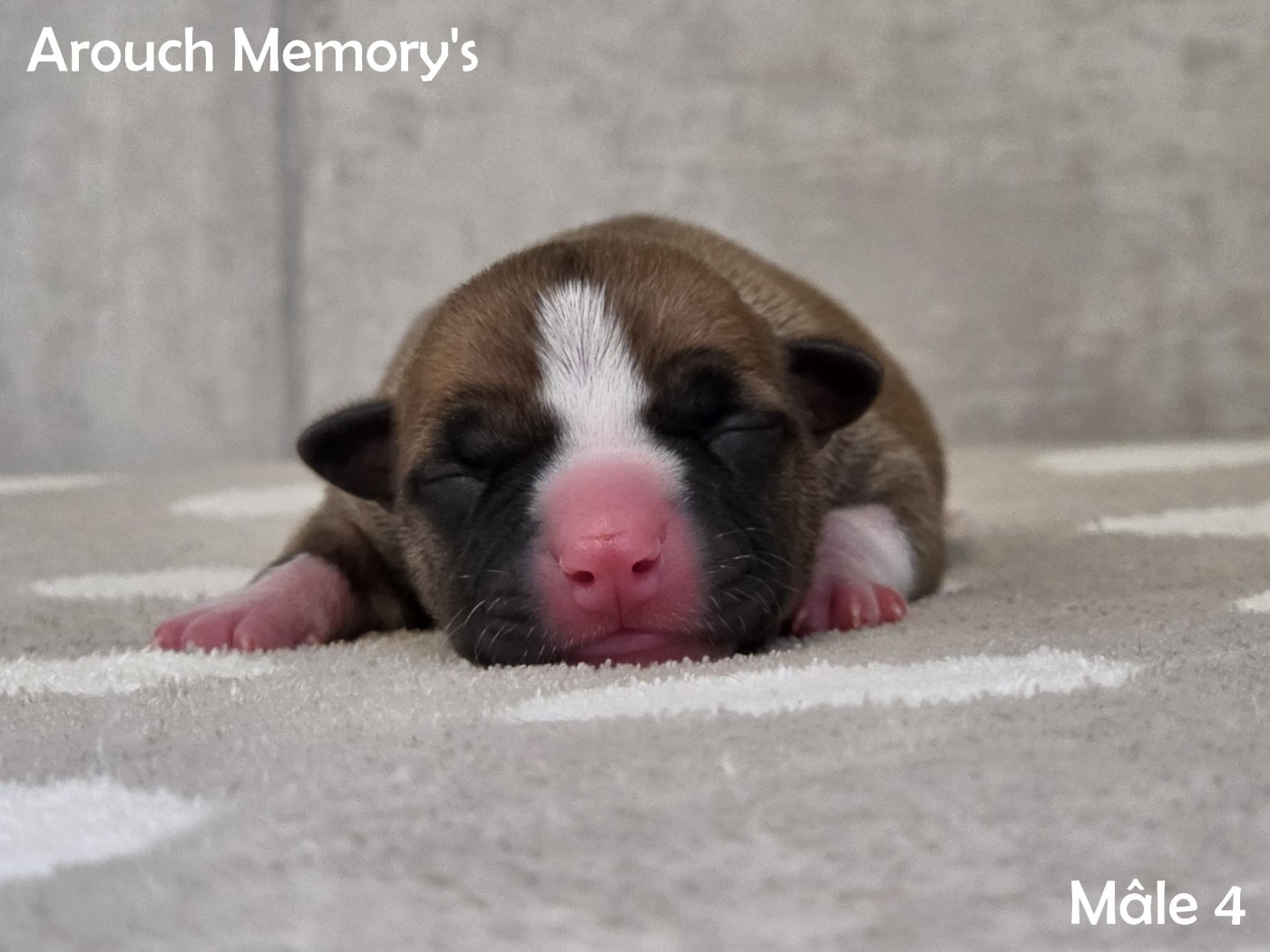 Arouch Memory's - Chiots disponibles - American Staffordshire Terrier