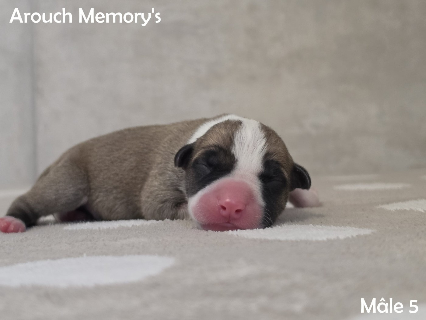 Arouch Memory's - Chiots disponibles - American Staffordshire Terrier