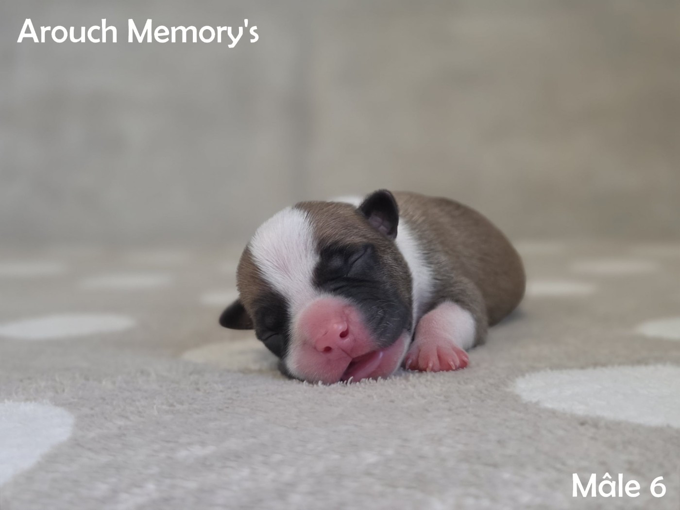 Arouch Memory's - Chiots disponibles - American Staffordshire Terrier