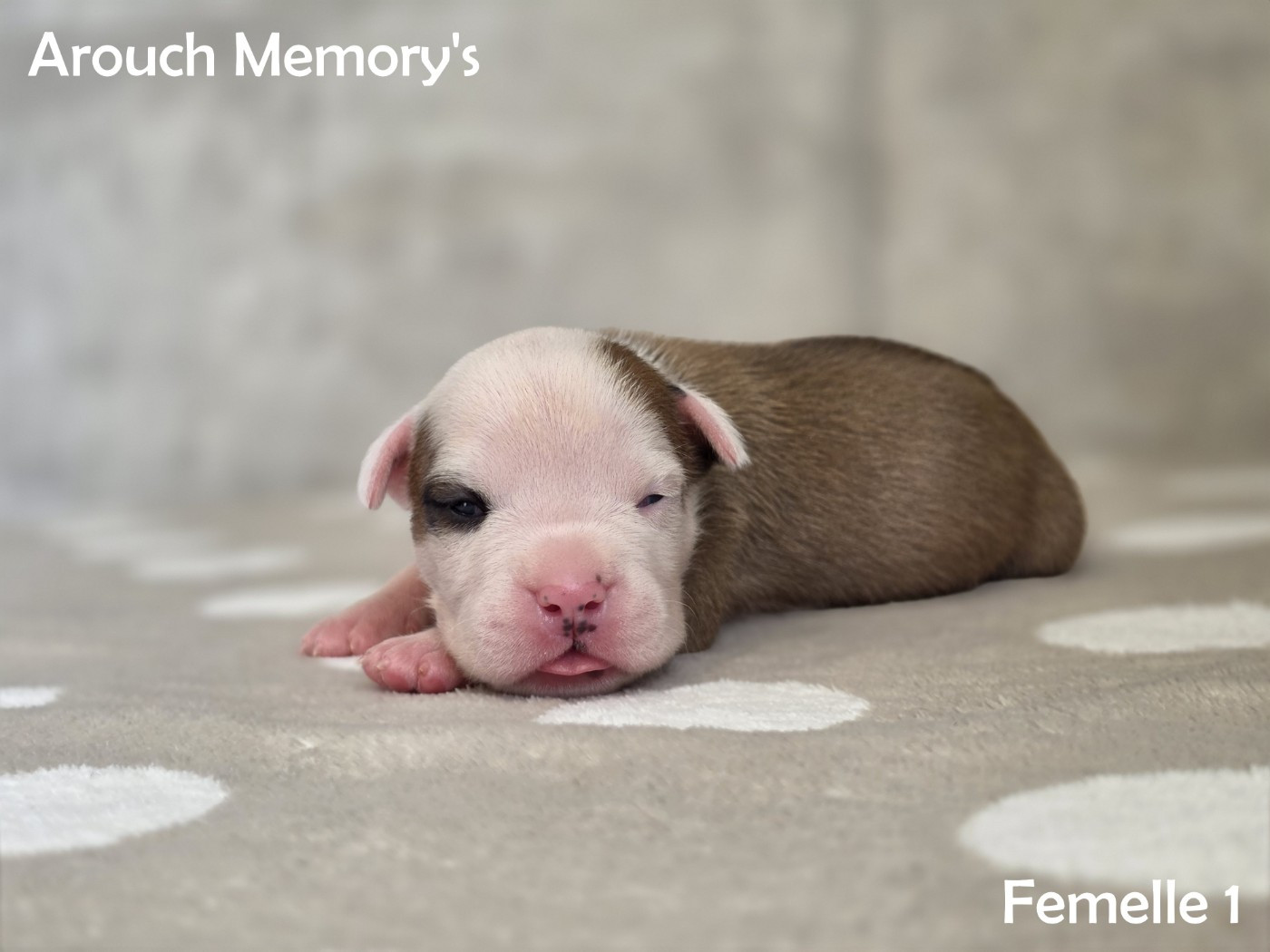 Arouch Memory's - Chiots disponibles - American Staffordshire Terrier
