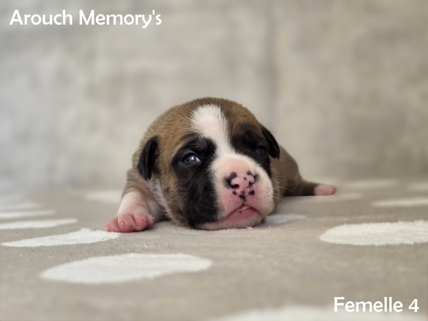 Arouch Memory's - Chiots disponibles - American Staffordshire Terrier