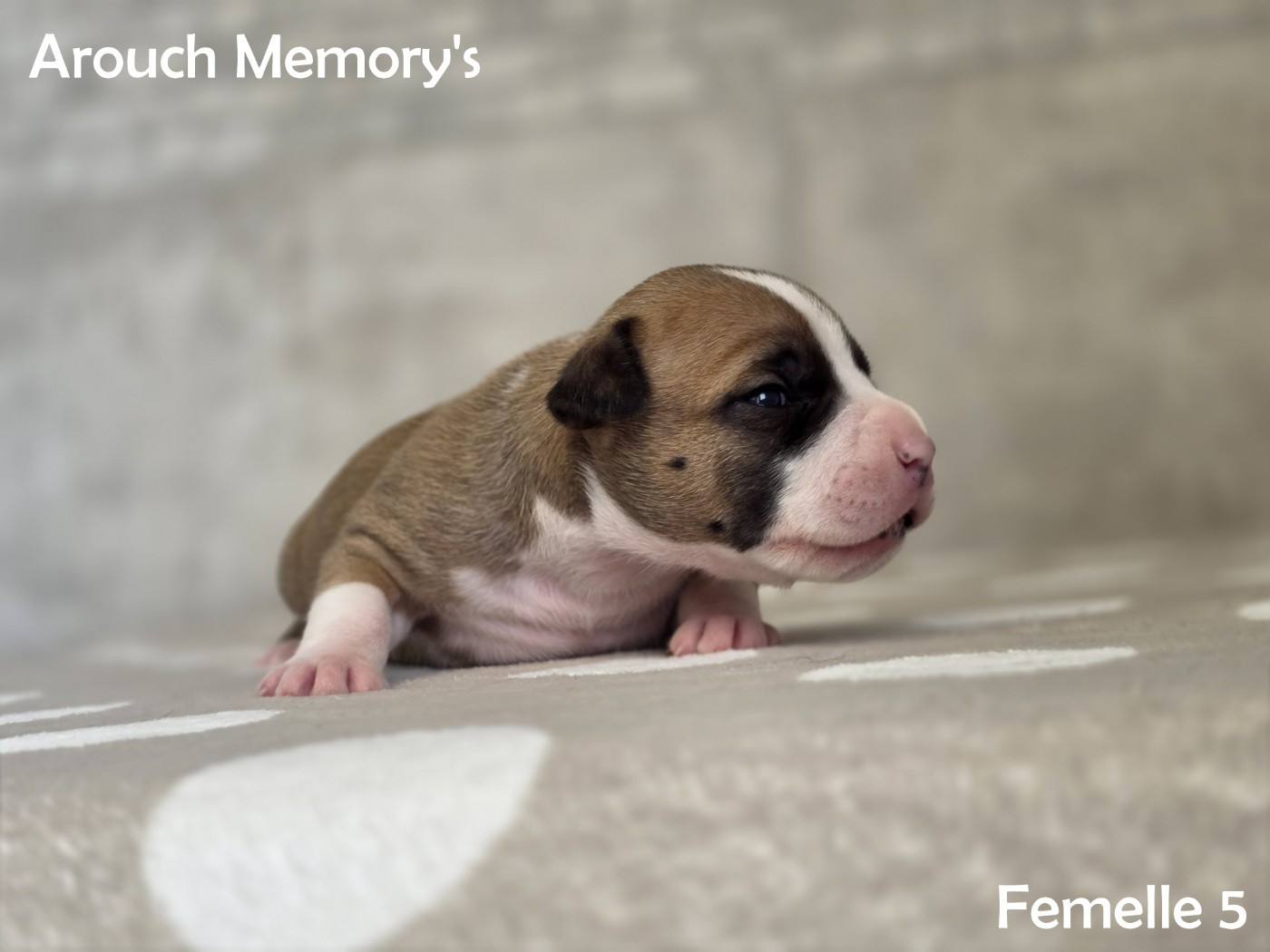Arouch Memory's - Chiots disponibles - American Staffordshire Terrier