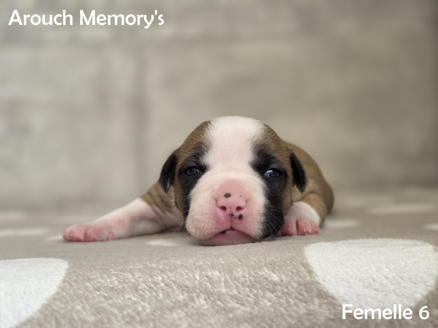 Arouch Memory's - Chiots disponibles - American Staffordshire Terrier