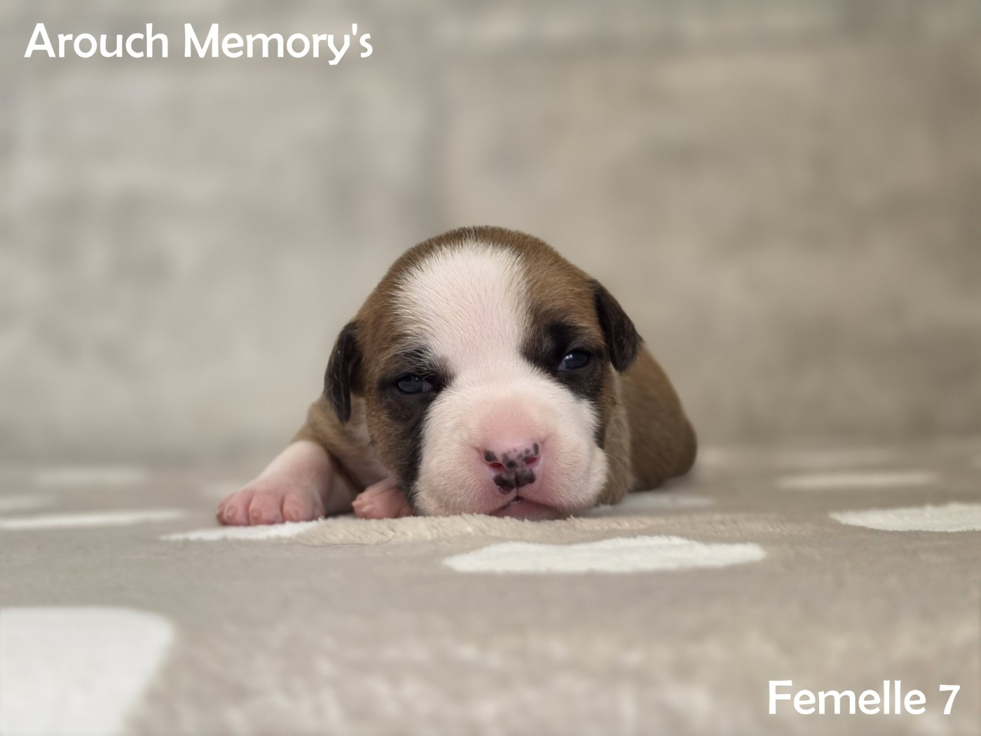 Arouch Memory's - Chiots disponibles - American Staffordshire Terrier