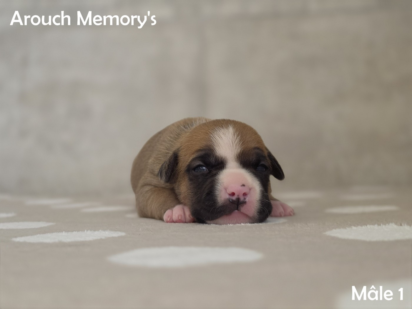Arouch Memory's - Chiots disponibles - American Staffordshire Terrier