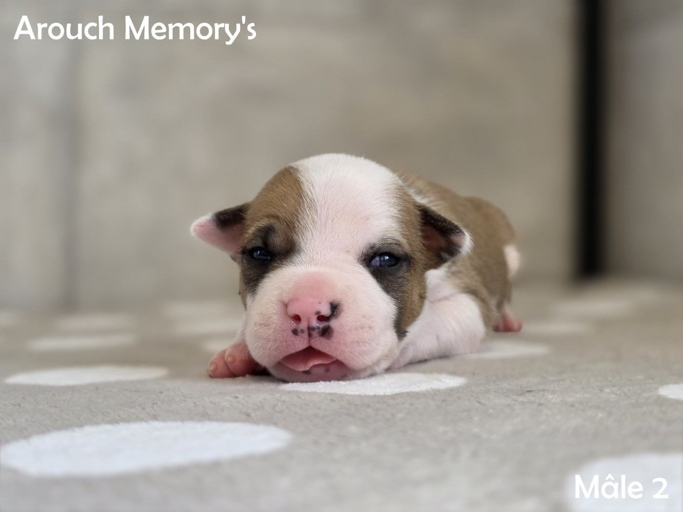 Arouch Memory's - Chiots disponibles - American Staffordshire Terrier